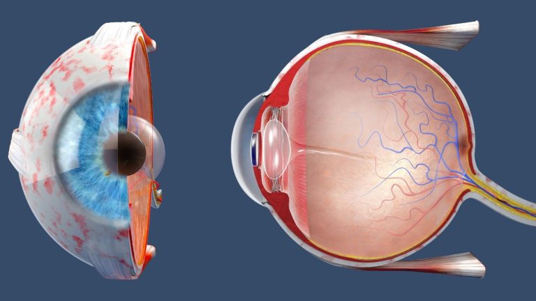 Retina Nedir ve Göz Anatomisi Nasıldır?
